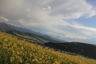 山间黄花盛放美景