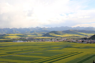广袤油菜花田与远山美景