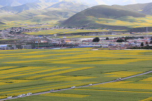 金黄油菜田与远山村落