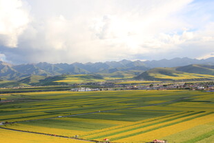 田园风光 黄绿相间的美景