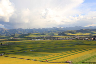 田园风光 黄绿相间的田野