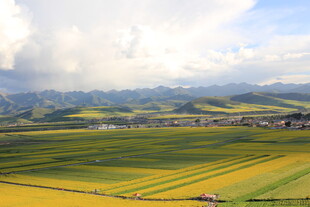 田园风光 金黄田野与远山