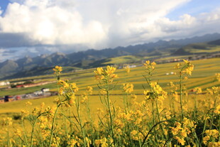 金黄油菜花海与远山美景