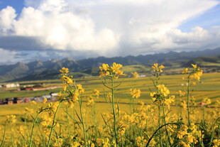 金黄油菜田与远山美景