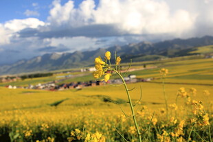 金黄花海中的山间村落