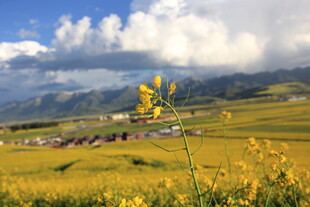 草原黄花与远处村落美景