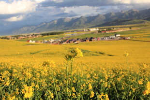 金黄油菜田中的美丽村落