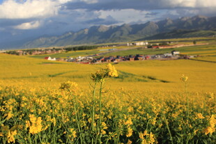 金黄田野中的乡村美景