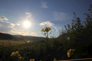 夕阳下的野花与远山景色