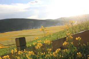 夕阳下的田野与木栅栏
