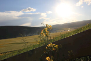 夕阳下的田野花草景观