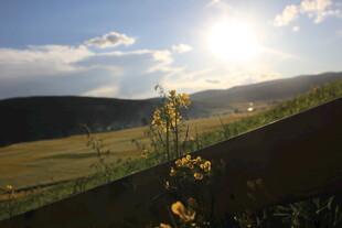 夕阳下的原野与绽放小花