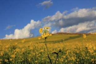 金黄花海中的独株小花