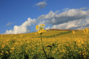 金黄花田与蓝天美景