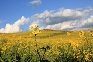 金黄花海与蓝天白云美景