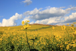 金黄花海 蓝天白云美景