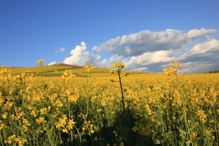 金黄花海 蓝天白云美景