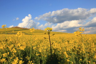 金黄油菜花田与蓝天白云