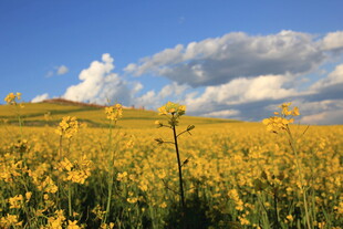 金黄油菜花海 蓝天作伴