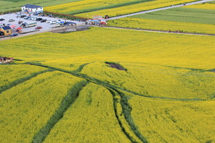 金黄油菜田的美丽俯瞰