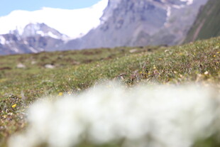 山间草地与远处雪山美景