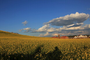 金黄田野与蓝天白云美景