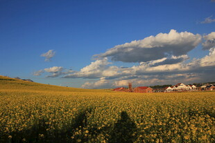 金黄田野与蓝天白云美景