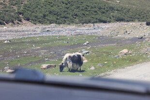 公路边吃草的牦牛