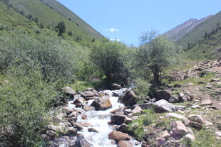 山间溪流穿林而过