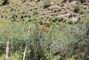 山间绿植与栅栏景观