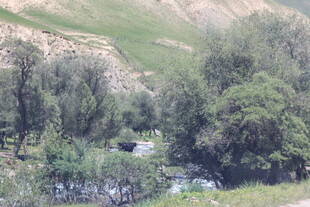 山间溪流旁的葱郁树林