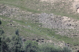 山坡草地岩石景观