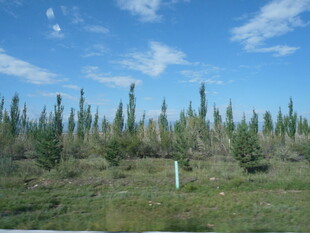 蓝天绿树的户外风景