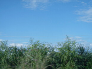 蓝天绿树自然风景图