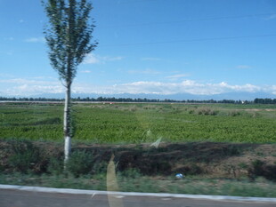 公路旁的田野与孤树