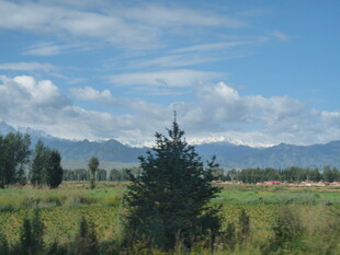 田园风光中的葱郁树木