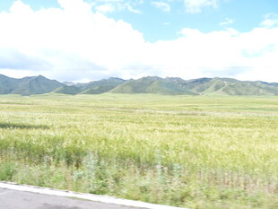 公路旁广袤绿野与远山