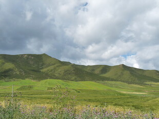 草原风光 绿意盎然的美景
