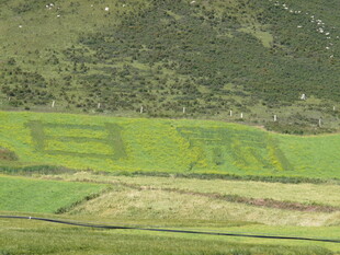 田野中的彩色图案景观