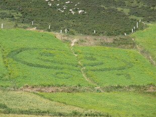 田野中的绿色螺旋图案