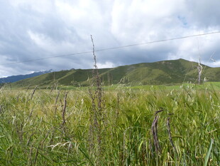 草原风光 远山与茂盛野草