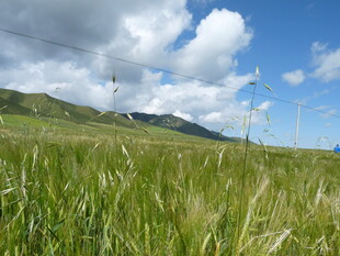 草原风光 风车与蓝天白云