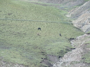 草原上的动物与自然景观