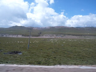 草原风光 蓝天白云下的绿野