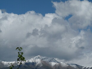 蓝天白云下的孤树与雪山