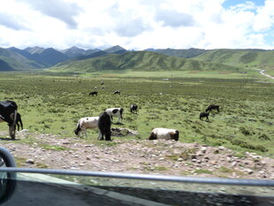 草原上的牧牛景象