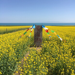 油菜花海中的彩色经幡