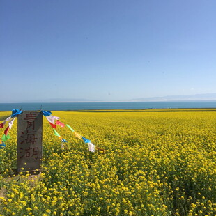 金黄花海与飘扬经幡
