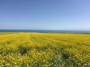 金黄油菜花海 春日美景