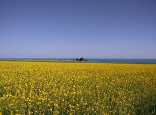 金黄油菜花田的美丽景致